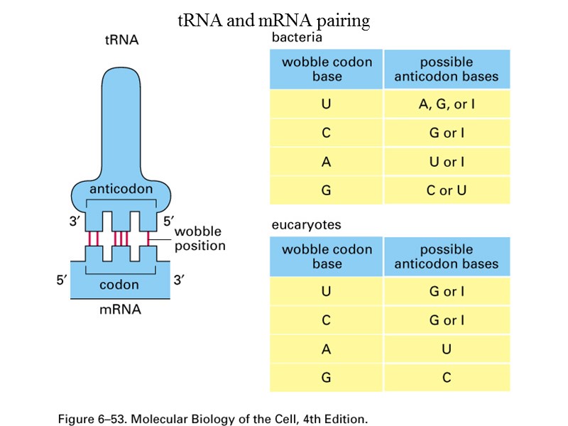 tRNA and mRNA pairing